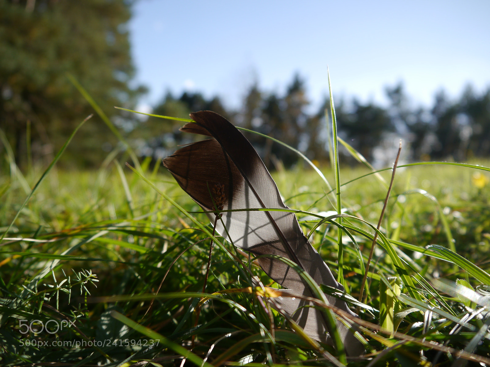 Panasonic Lumix DMC-G5 sample photo. Lost feather photography