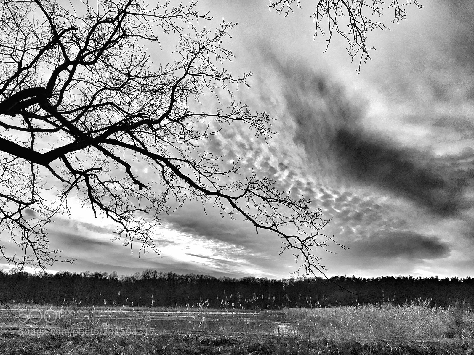 Apple iPhone 7 sample photo. Winter tree sculpture 1 photography