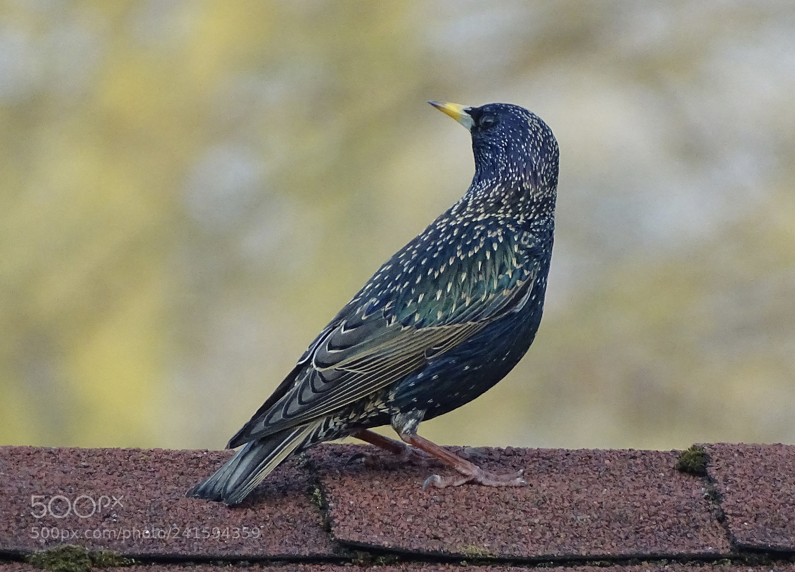 Sony Cyber-shot DSC-HX400V sample photo. Starling.... photography