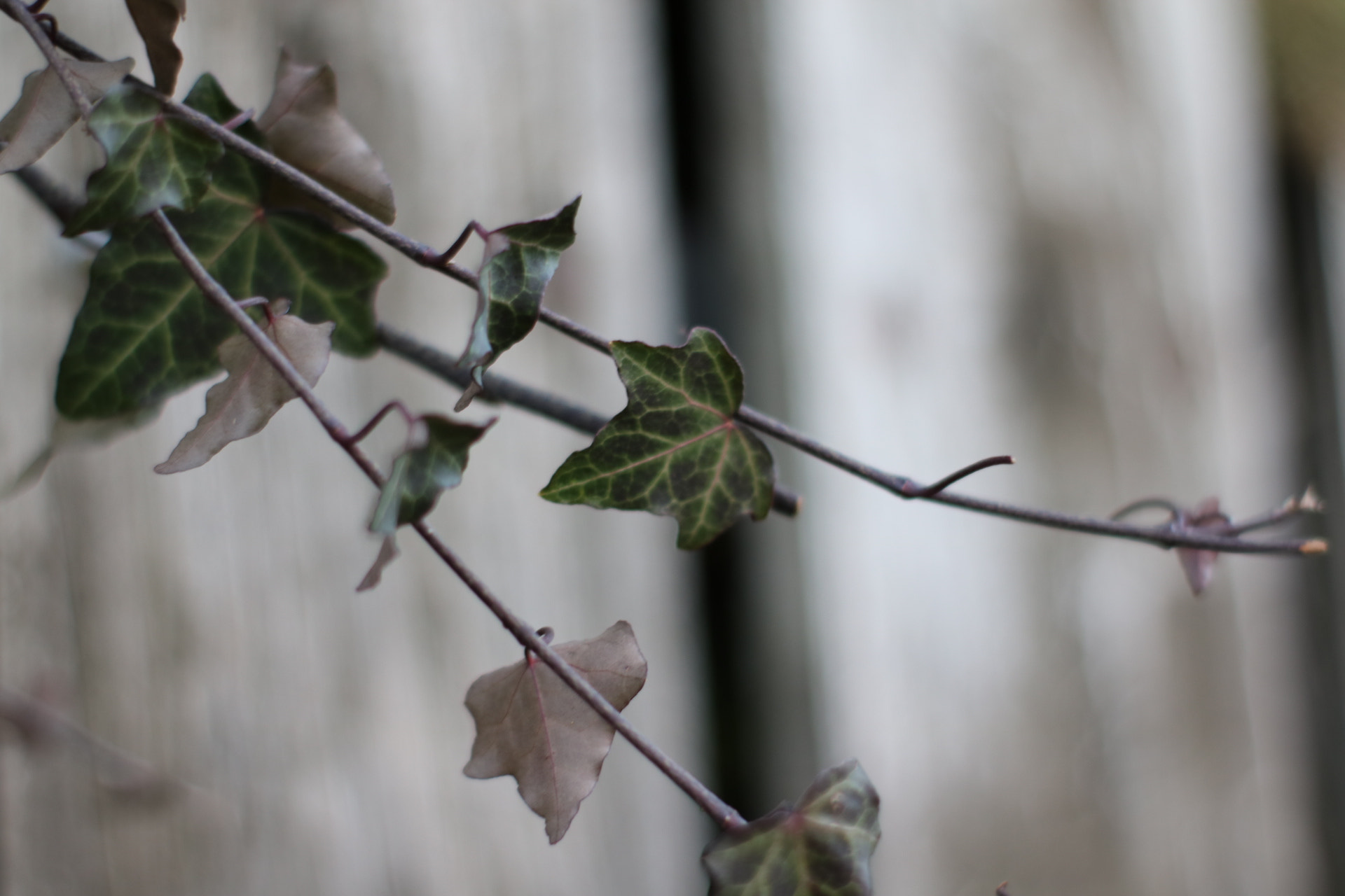 Canon 50mm sample photo. Ivy photography