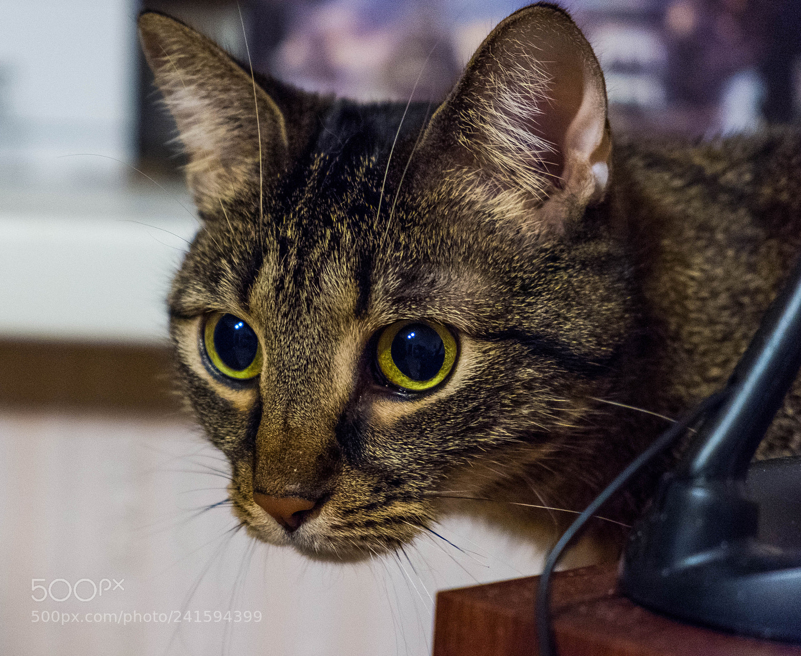 Fujifilm X-M1 sample photo. Hunting face photography