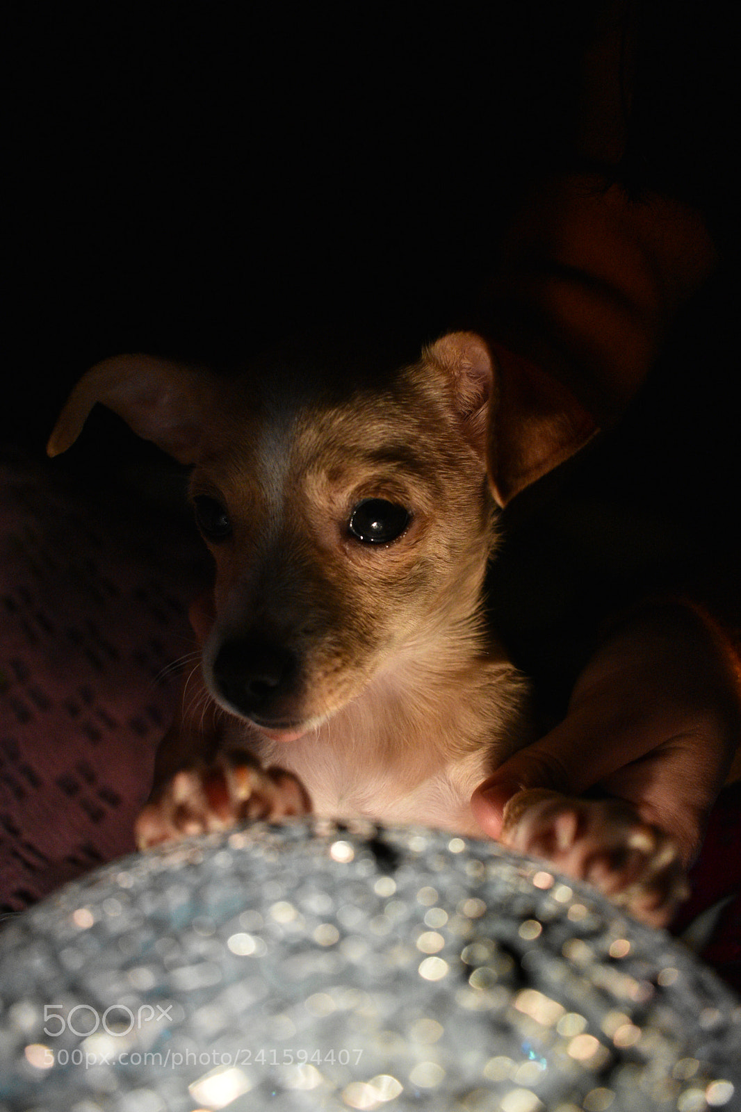 Nikon D3400 sample photo. Luna’s moon photography