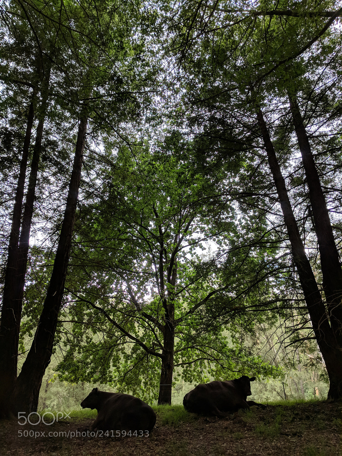 Google Pixel sample photo. Vacas photography