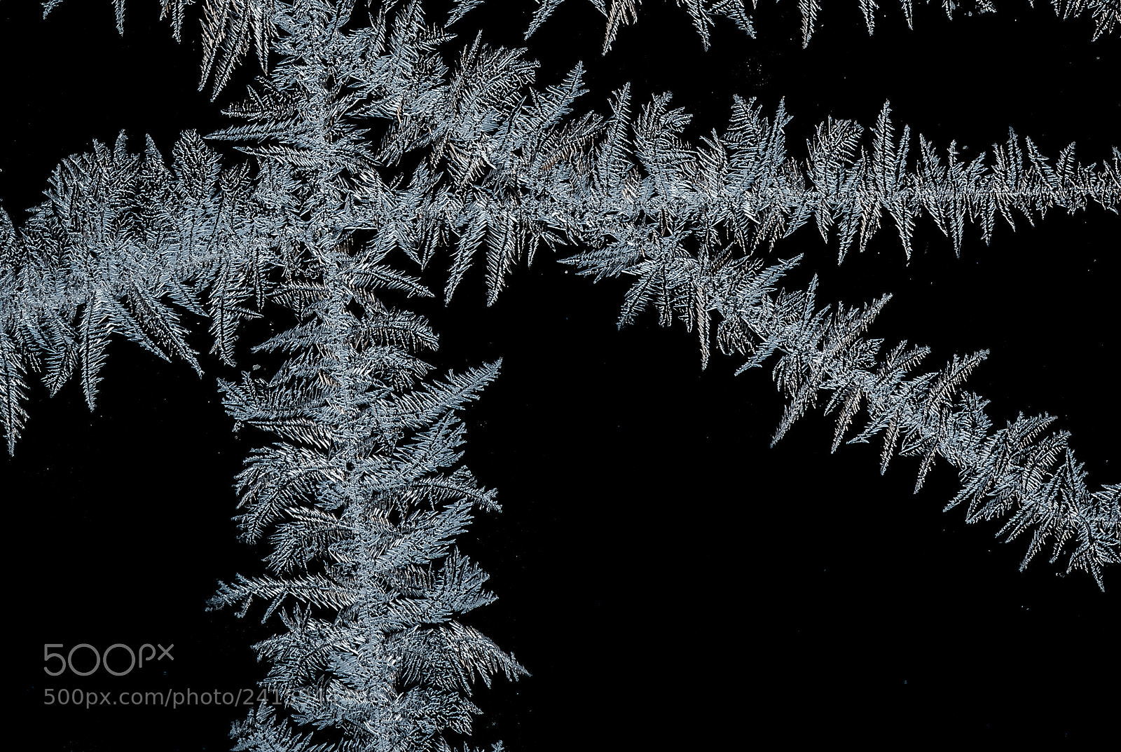 Nikon D810 sample photo. Pathway of frost photography