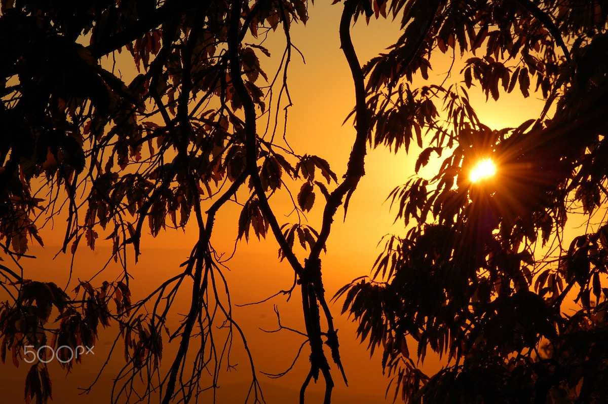 Nikon D40 sample photo. Call of the wild photography