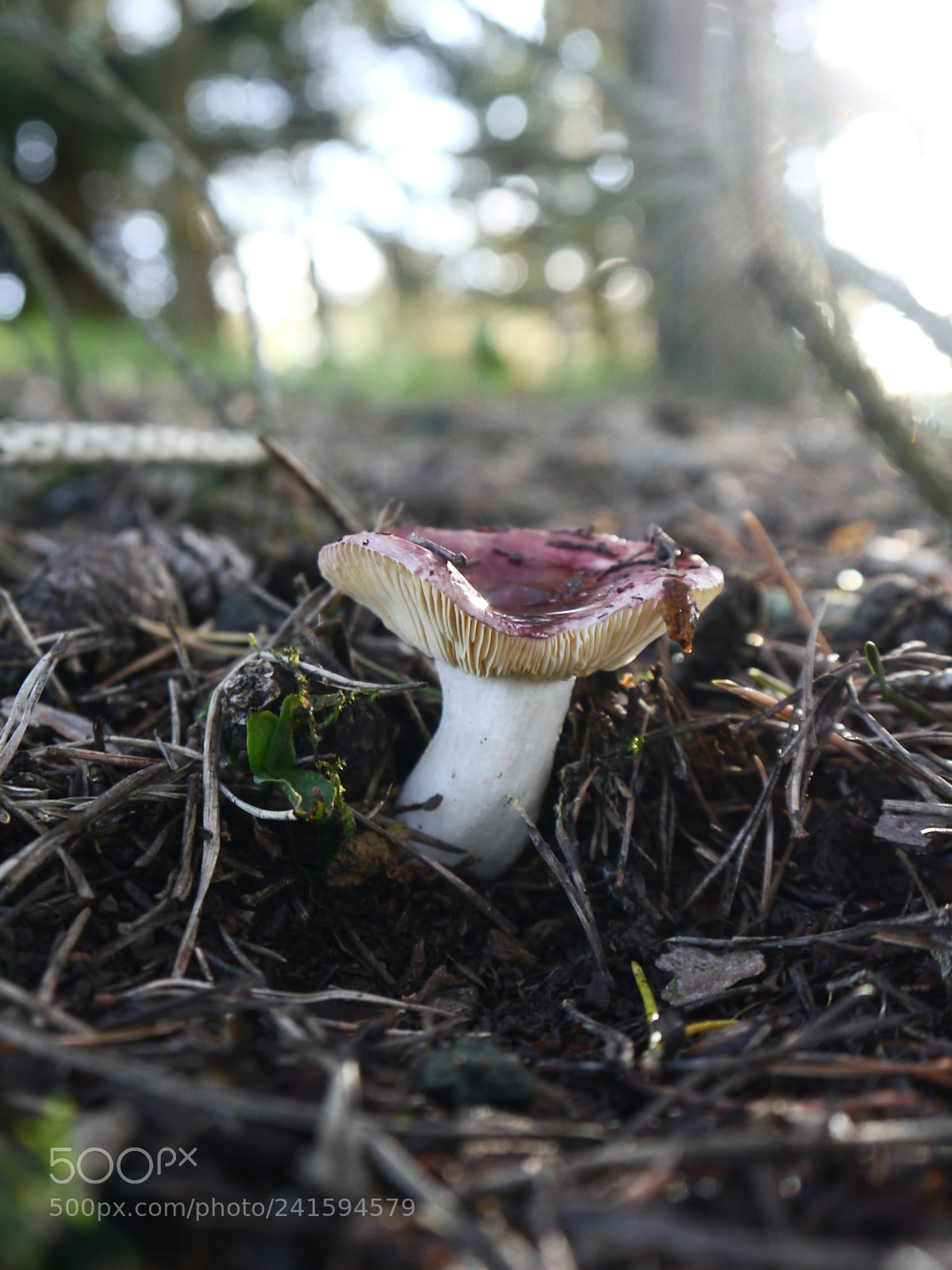 Panasonic Lumix DMC-G5 sample photo. Spooky mushroom photography