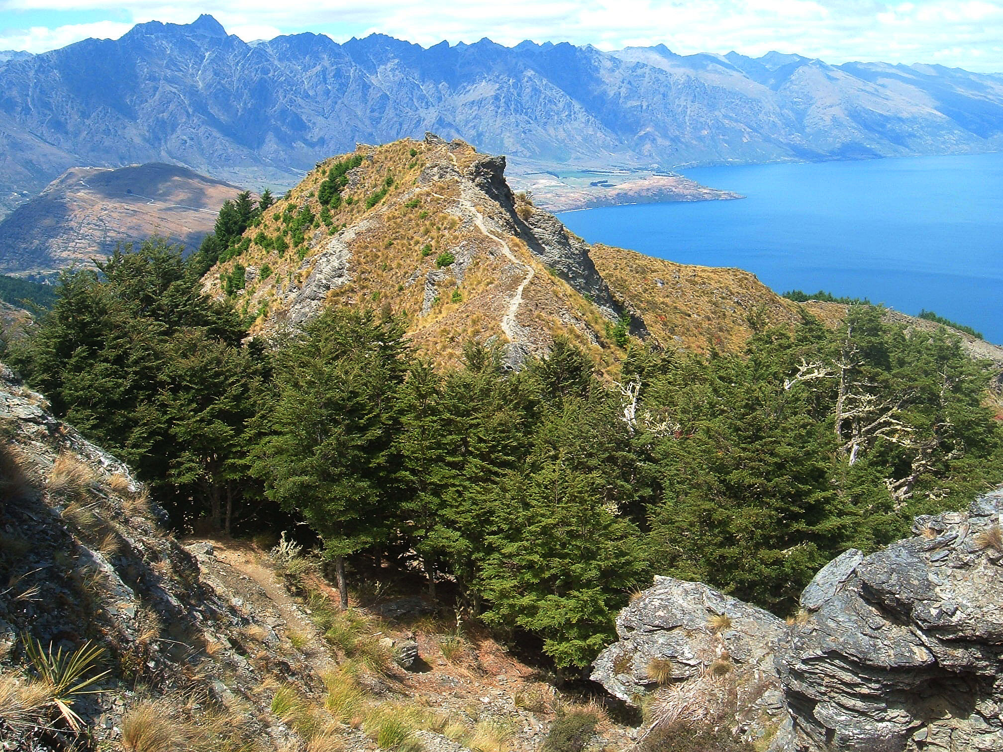 Fujifilm FinePix A330 sample photo. Mountain beech forest, queenstown photography