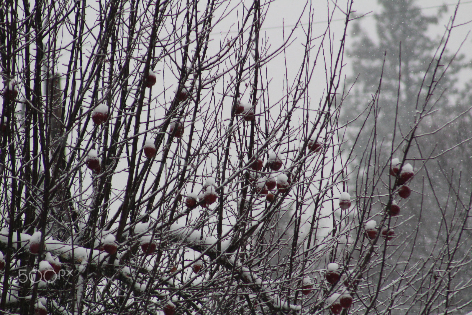 Canon EOS 1200D (EOS Rebel T5 / EOS Kiss X70 / EOS Hi) + EF75-300mm f/4-5.6 sample photo. Winterapples photography