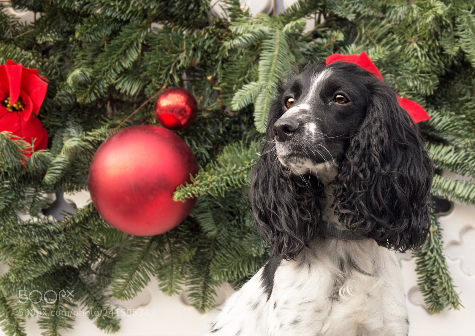 Sony SLT-A57 sample photo. Holiday dog photography