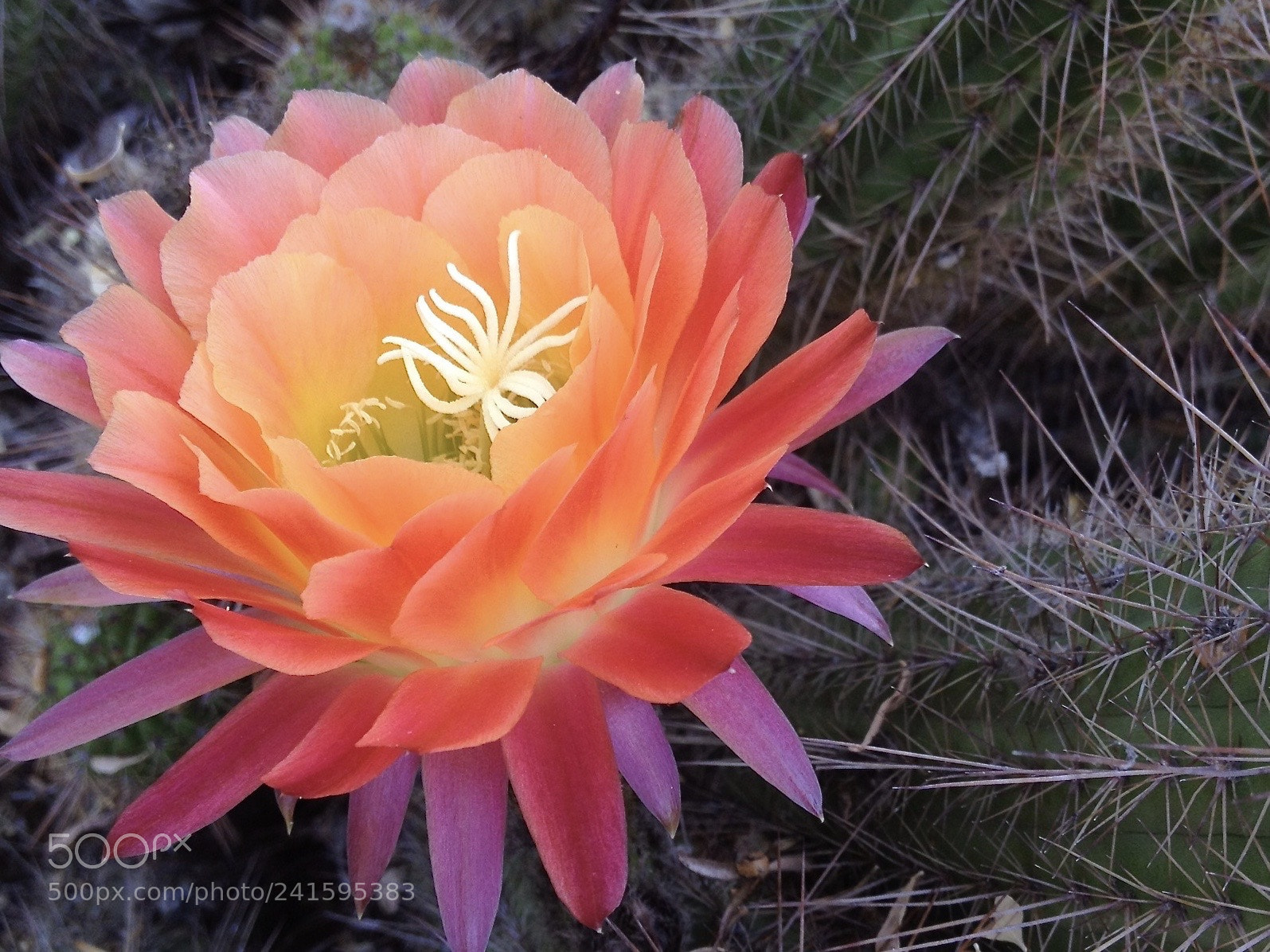 Apple iPhone 4S sample photo. Cactus beauty photography