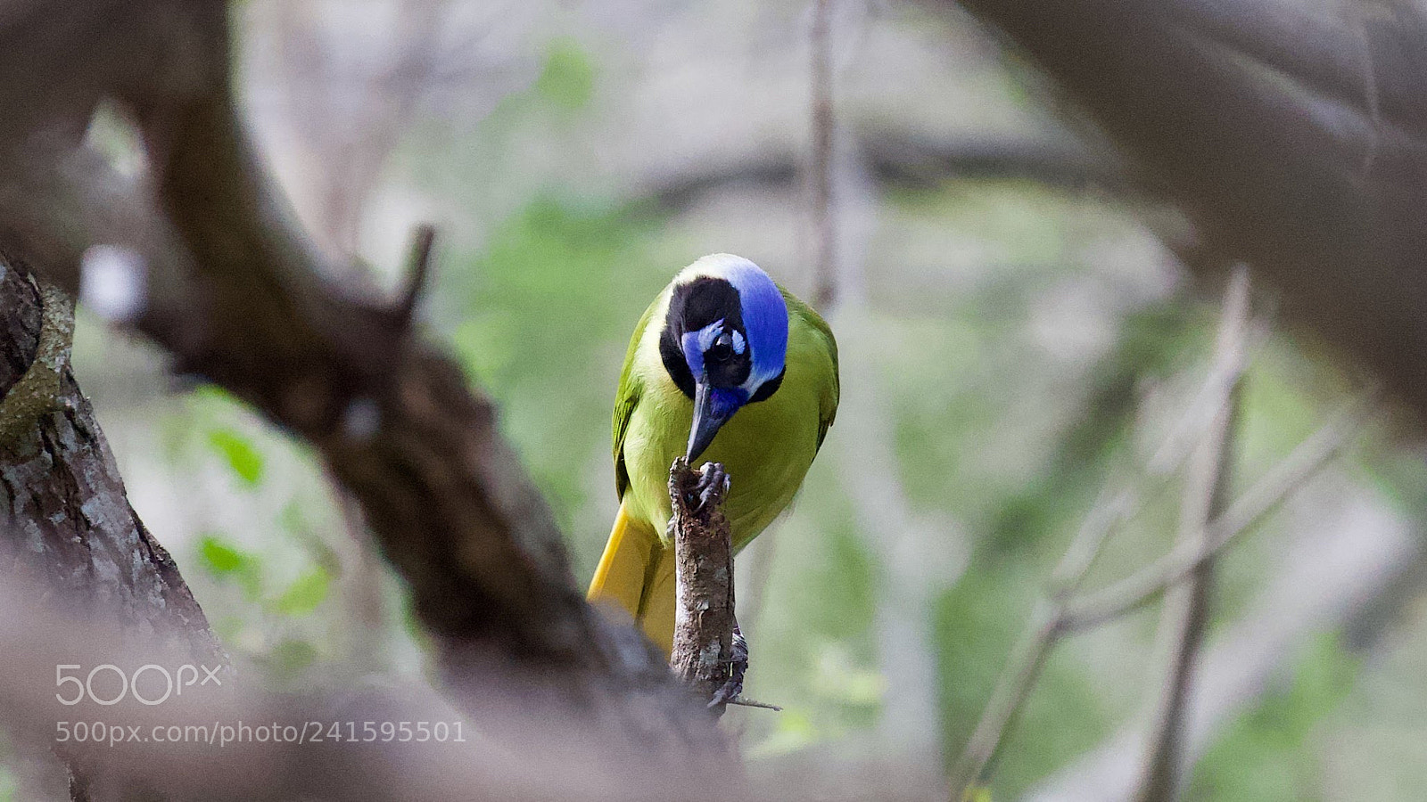Canon EOS-1D X sample photo. Green jay photography