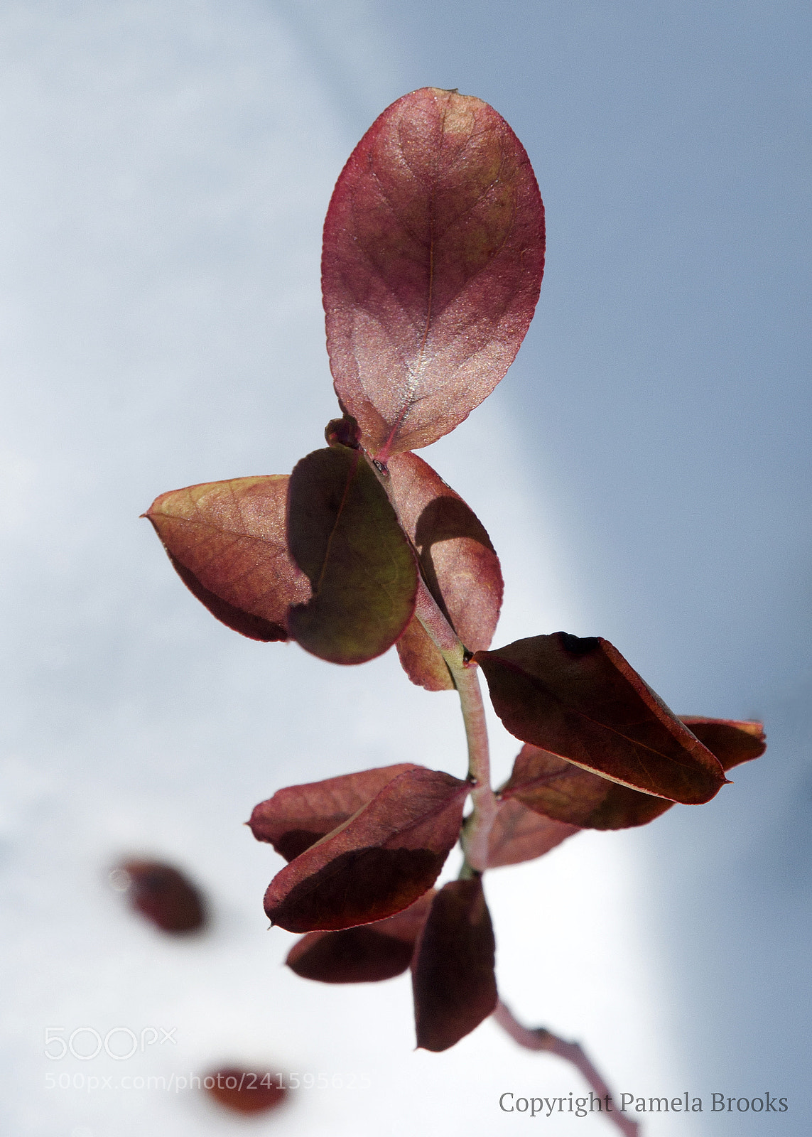 Nikon D90 sample photo. Blueberry leaves in snow photography