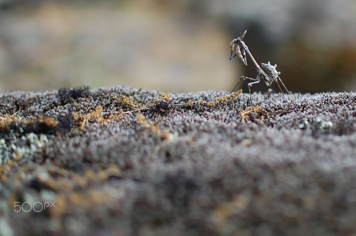 Nikon AF-S DX Nikkor 35mm F1.8G sample photo. Praying mantis photography