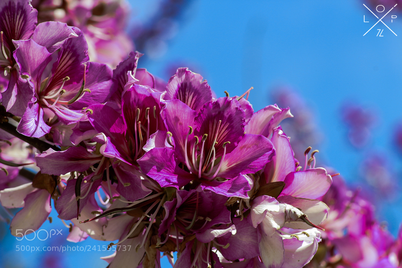 Canon EOS 100D (EOS Rebel SL1 / EOS Kiss X7) sample photo. Flores rosas photography