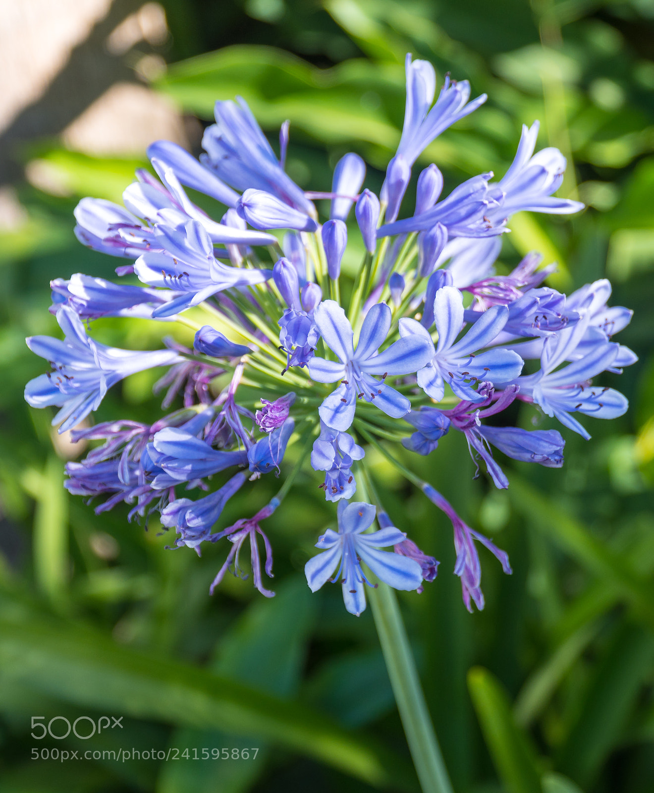 Sony a6500 sample photo. Violet photography