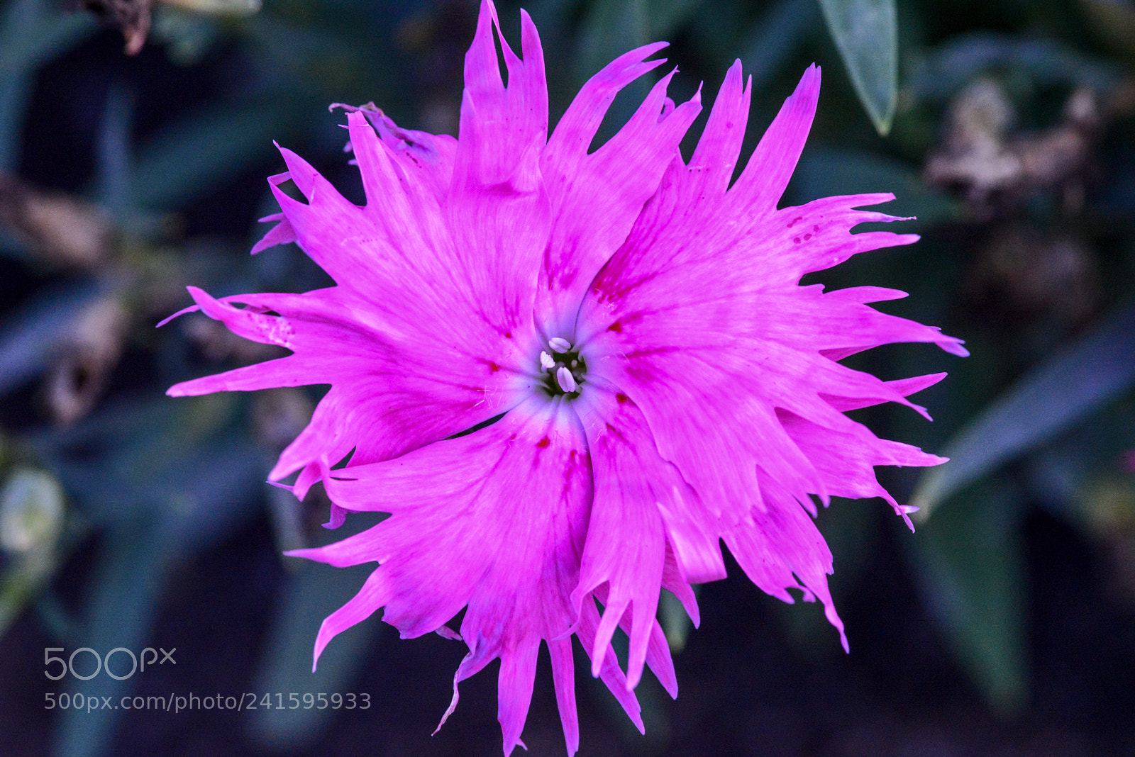 Nikon D600 sample photo. Botanical gardens macro photography