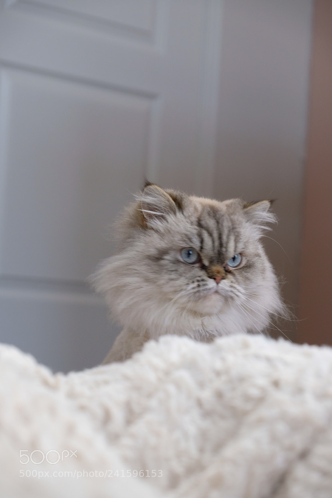 Fujifilm X-T2 sample photo. Miow the cat photography