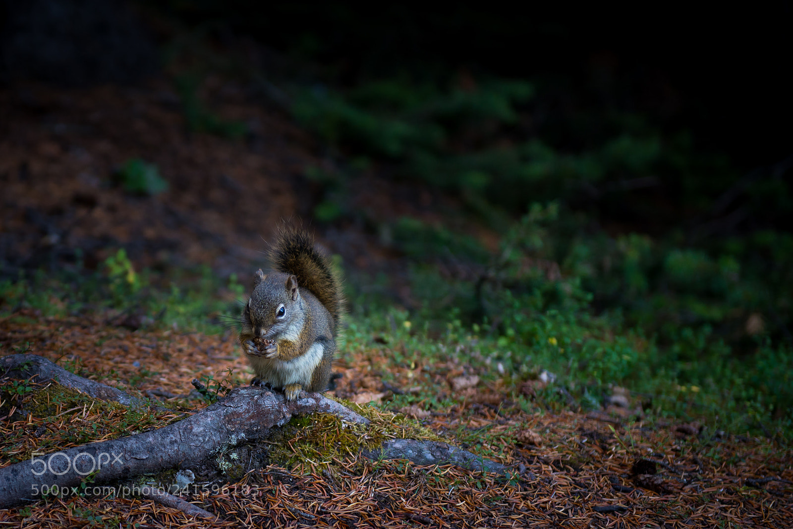 Nikon D600 sample photo. Snack time photography