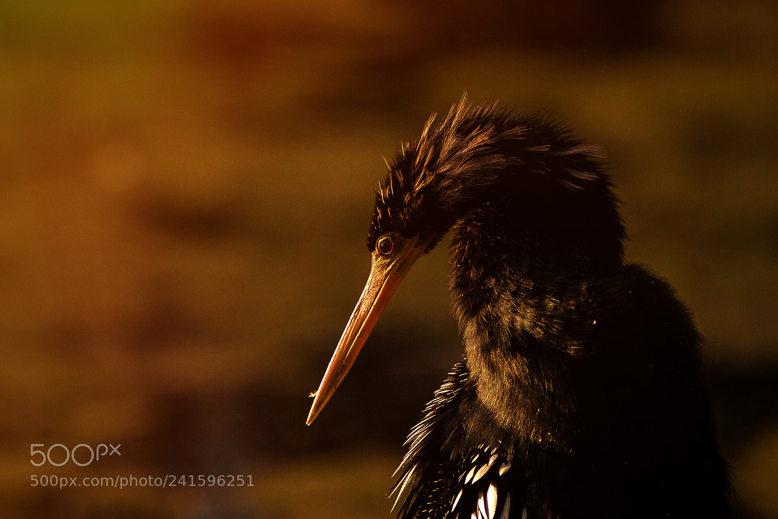 Canon EOS 40D sample photo. Anhinga bathed in light photography