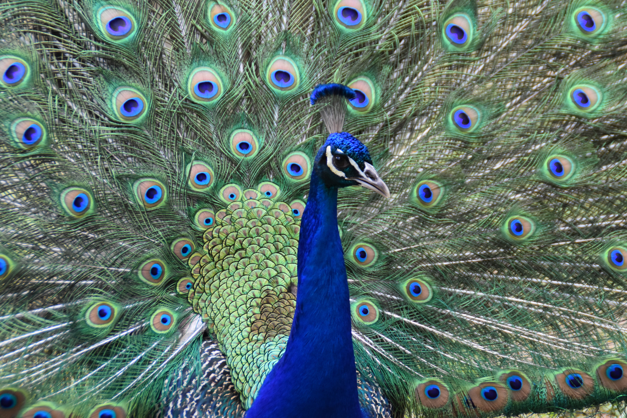 Nikon D5600 sample photo. A flood of colour ! photography