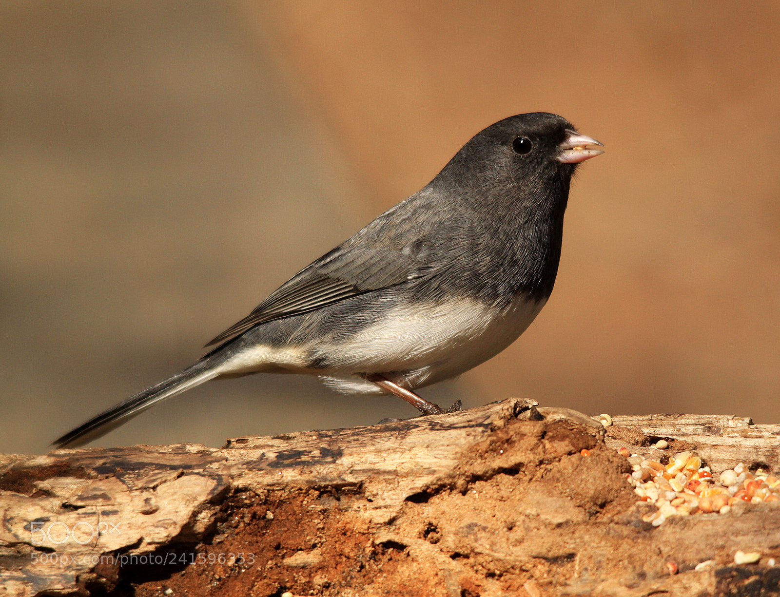 Canon EOS 500D (EOS Rebel T1i / EOS Kiss X3) sample photo. Junco on log photography