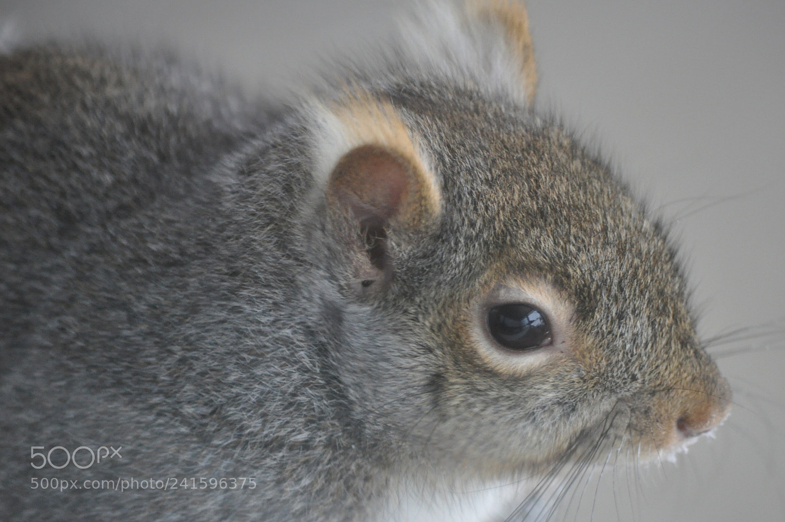 Nikon D5000 sample photo. Mr. whisker photography