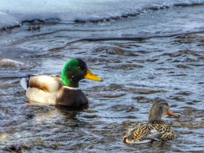 Nikon Coolpix B500 sample photo. Out for a swim photography