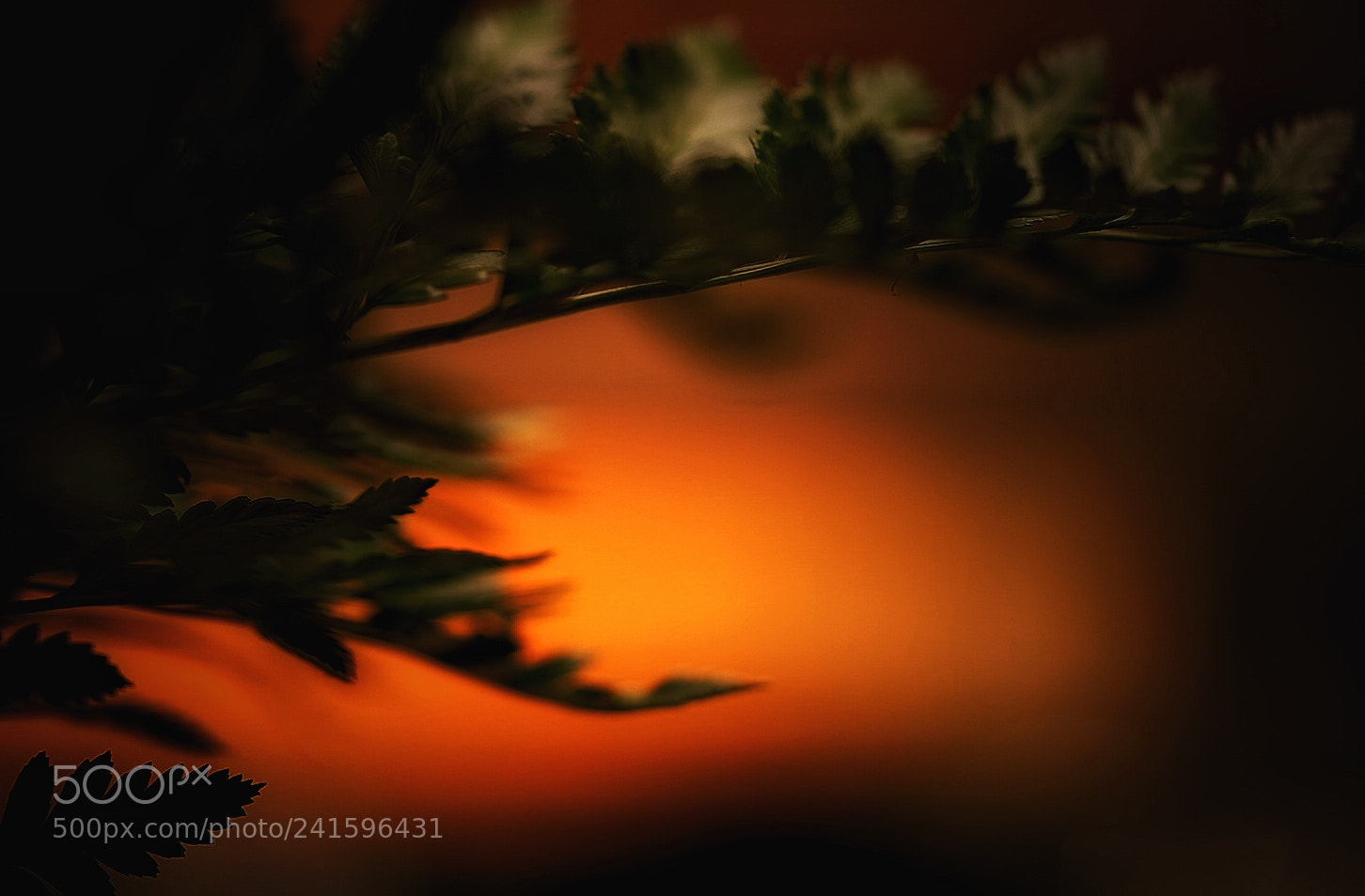 Sony a7 II sample photo. Malaise photography