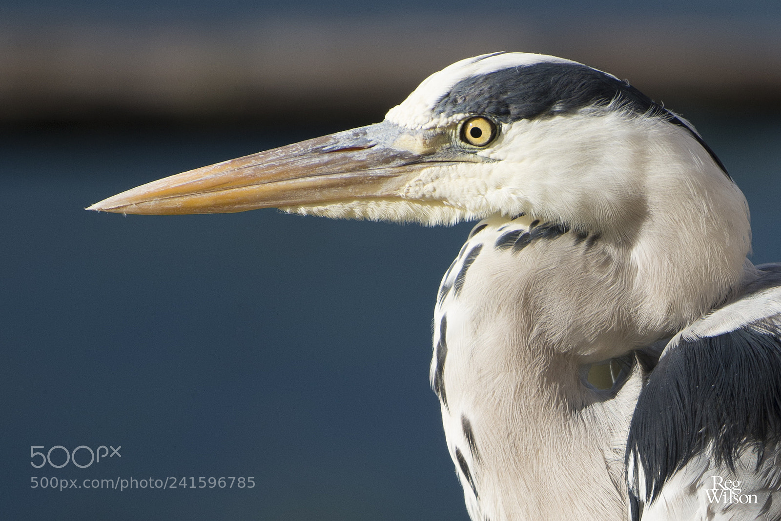 Nikon D800E sample photo. Blue heron photography