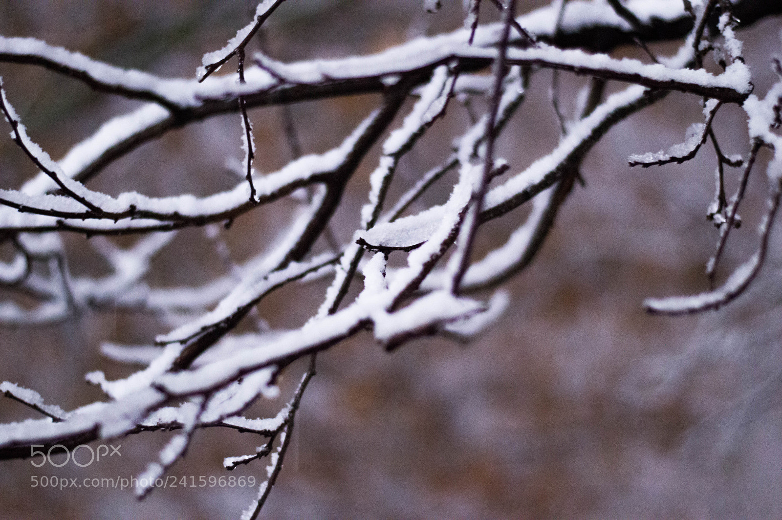Nikon D3200 sample photo. Snow❄️ photography