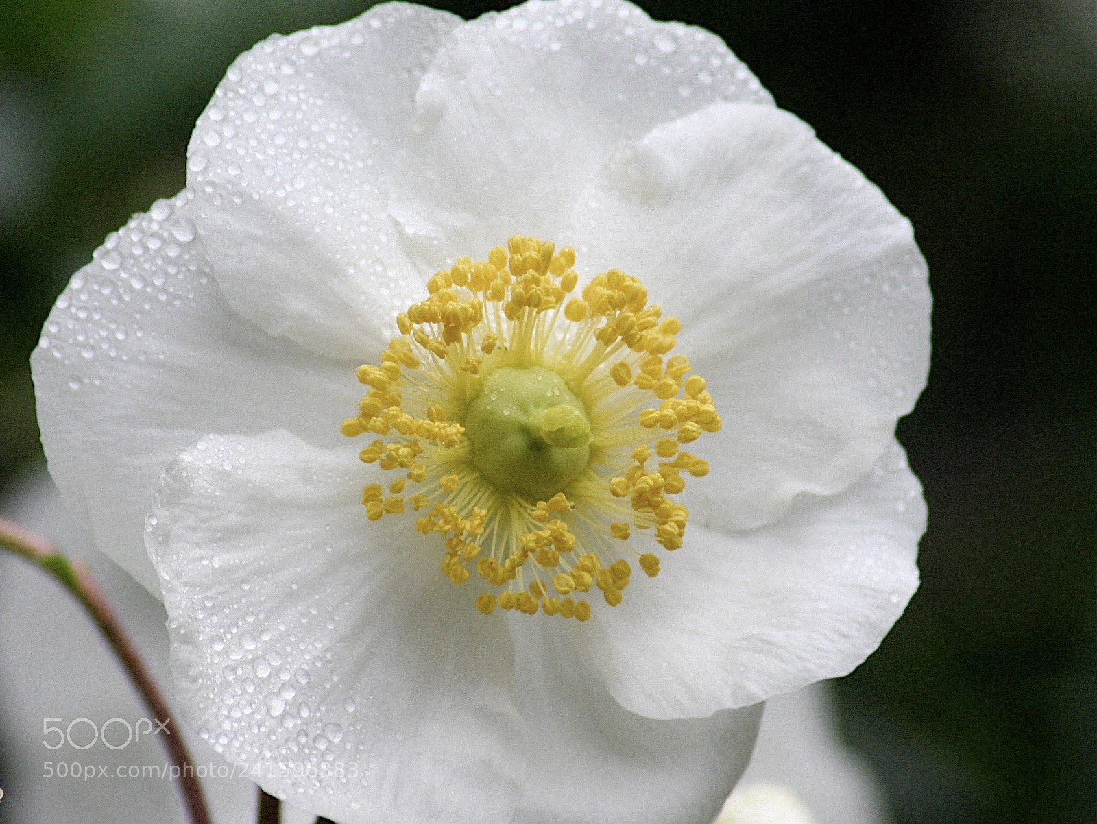 Canon EOS 300D (EOS Digital Rebel / EOS Kiss Digital) sample photo. Bush anemone photography