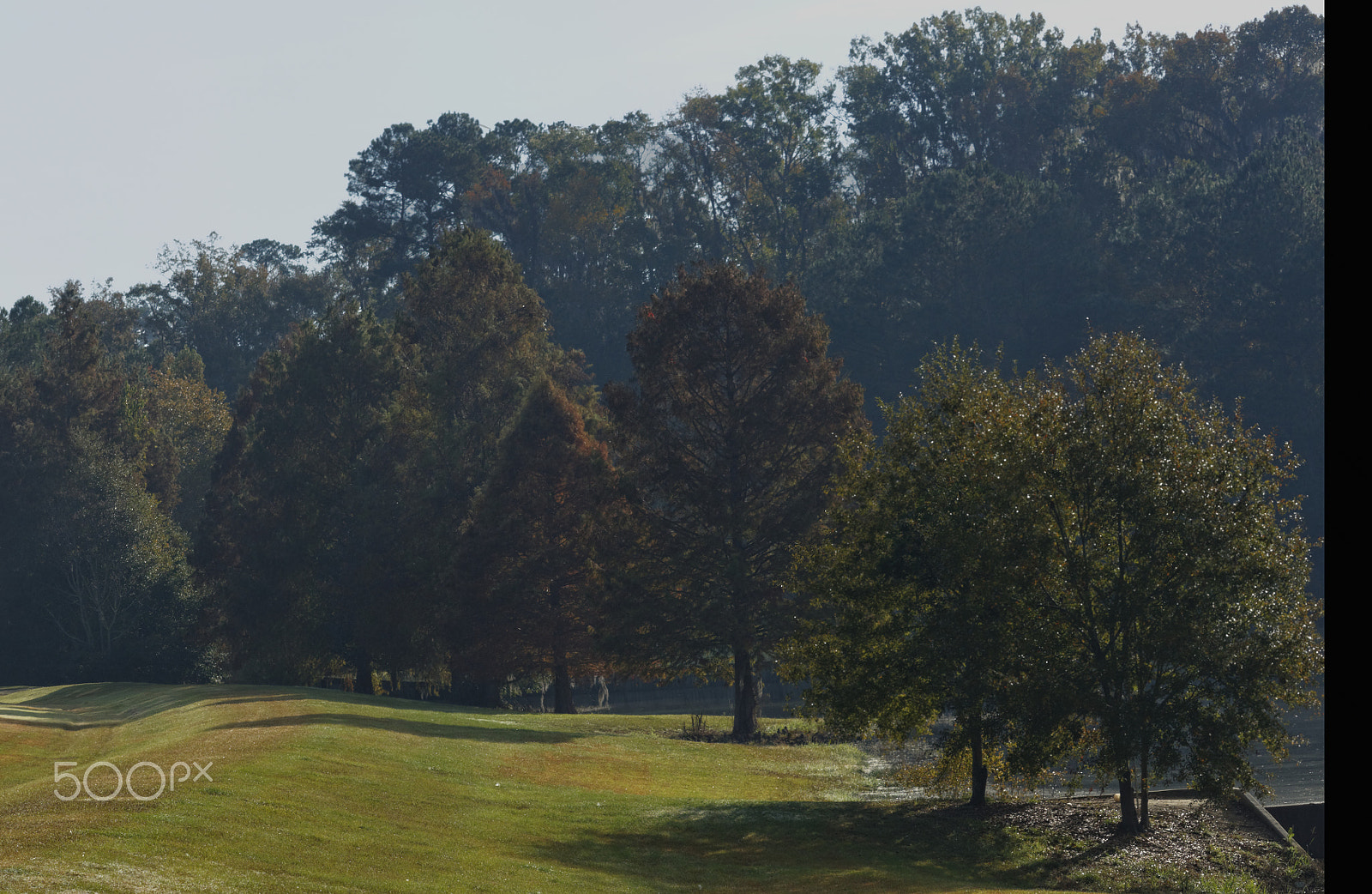 Canon EF-S 55-250mm F4-5.6 IS STM sample photo. Hazy morning trees photography