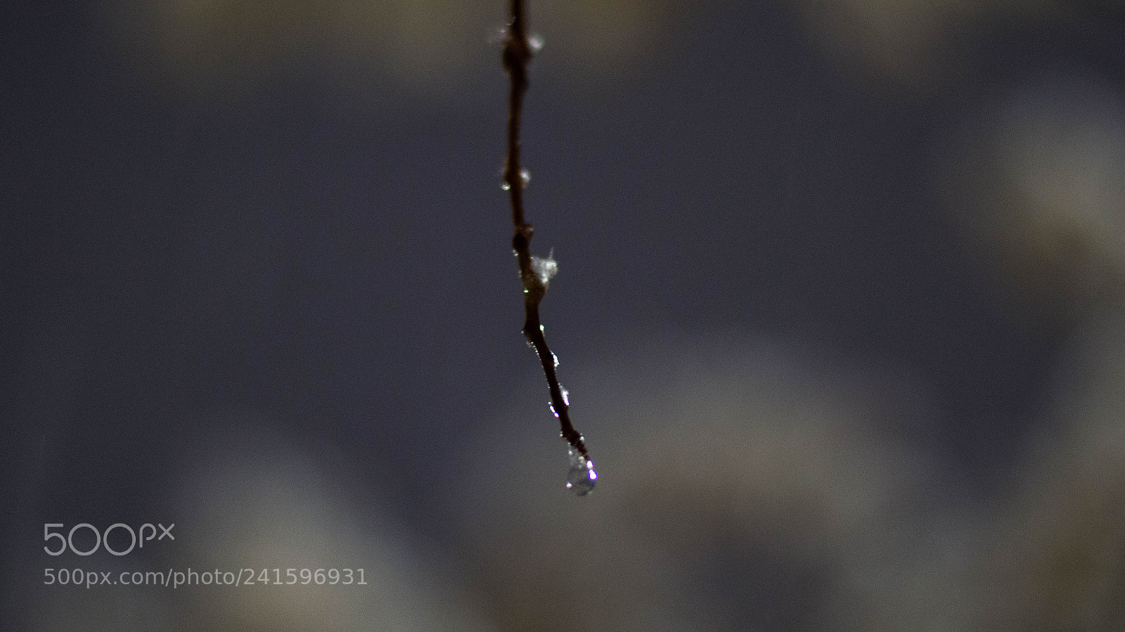 Nikon D3200 sample photo. Macro bokhé photography