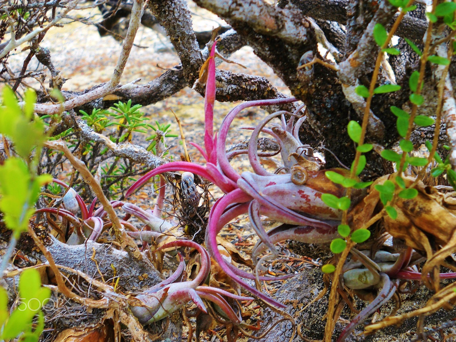 Nikon Coolpix L20 sample photo. Pink air plant bloom photography