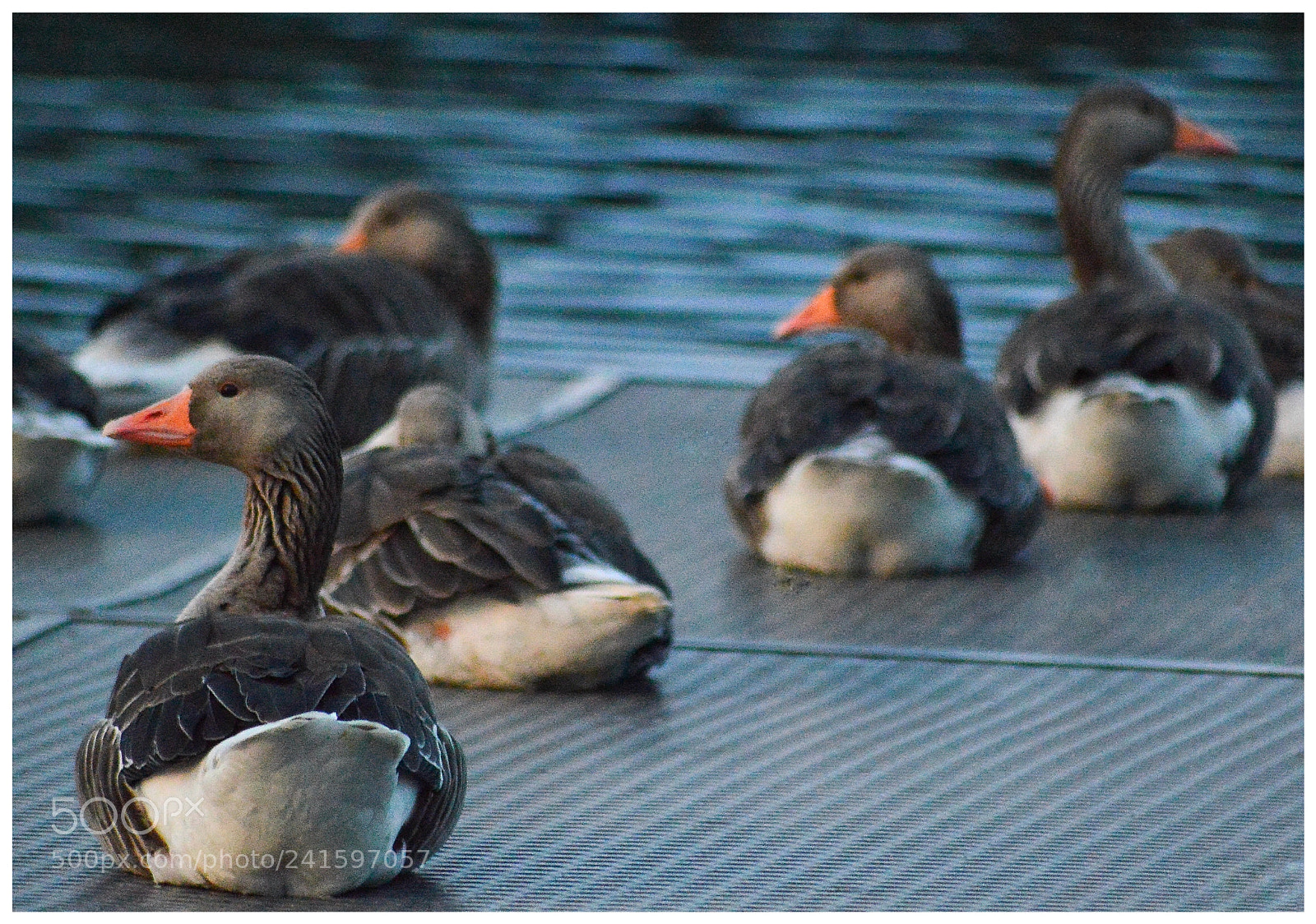 Nikon D3200 sample photo. Greylag geese having some photography