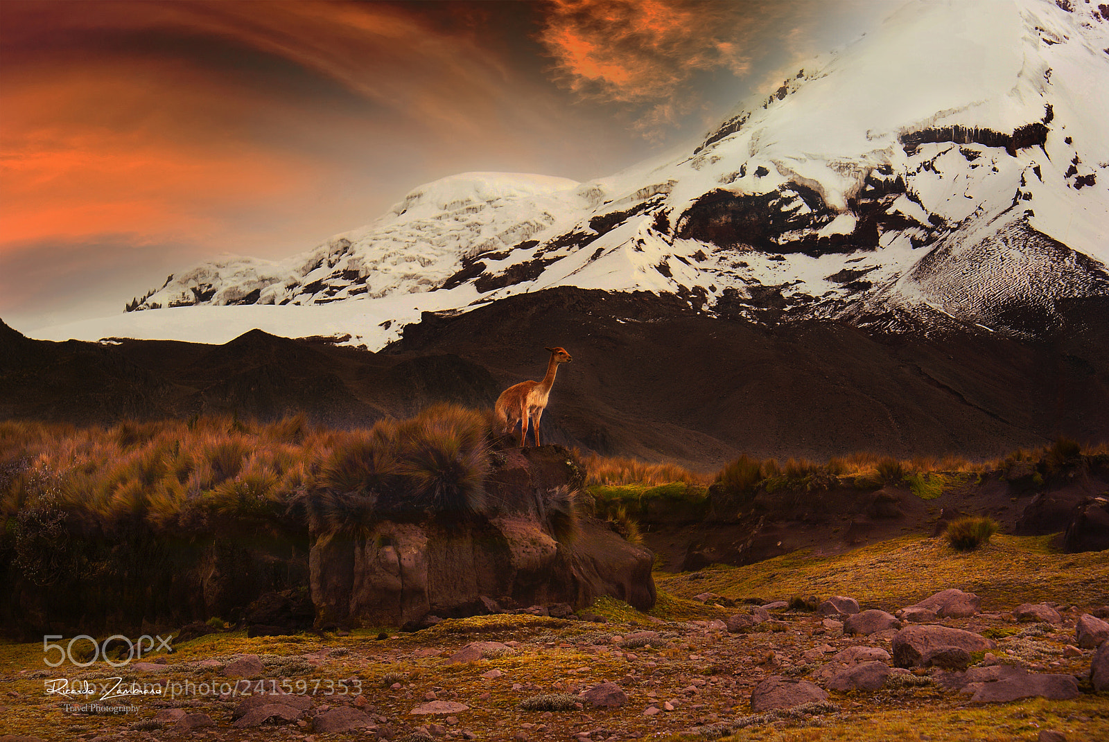 Sony Alpha DSLR-A100 sample photo. Reserva faunistica del chimborazo photography