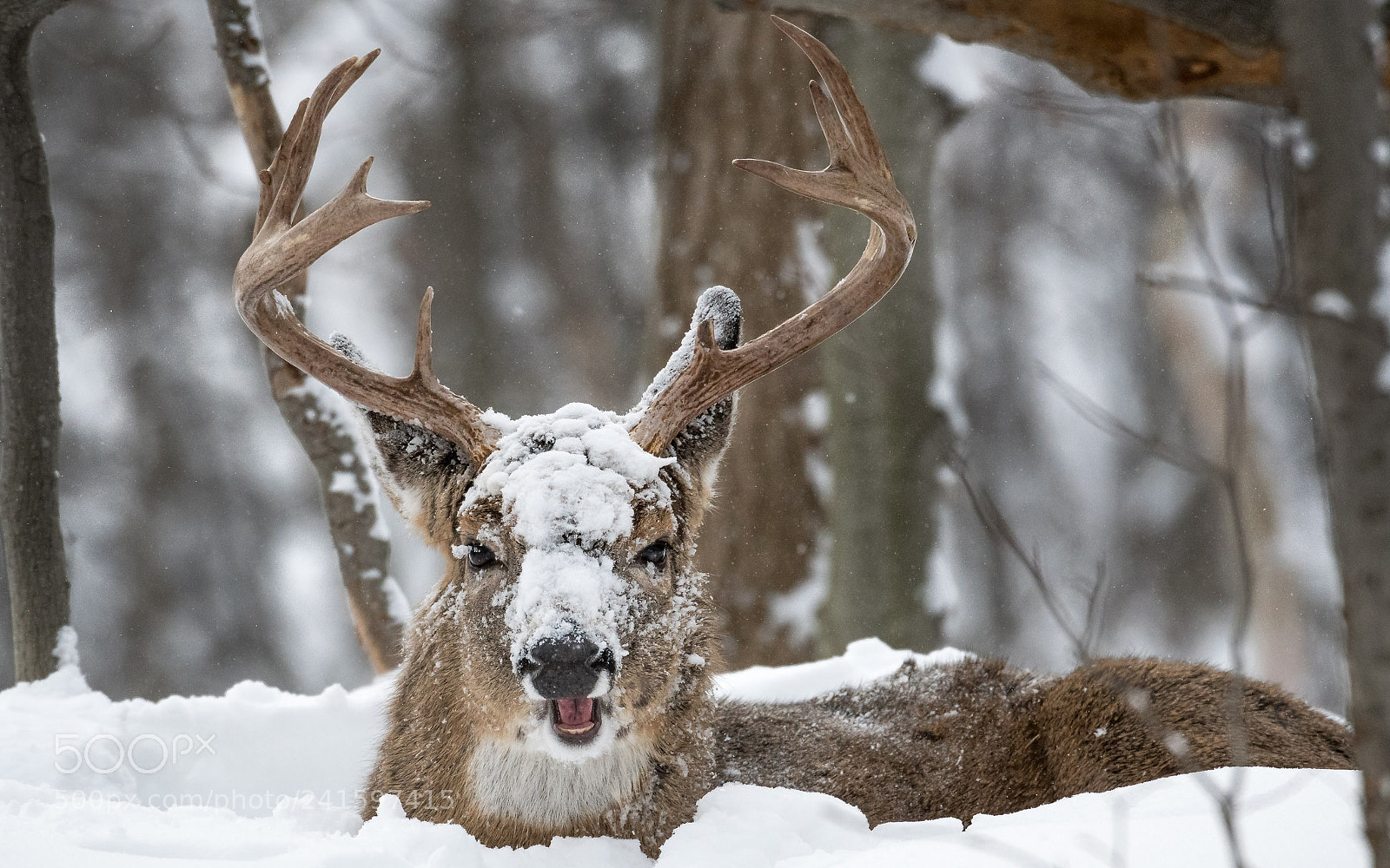 Nikon D500 sample photo. Deer smile photography