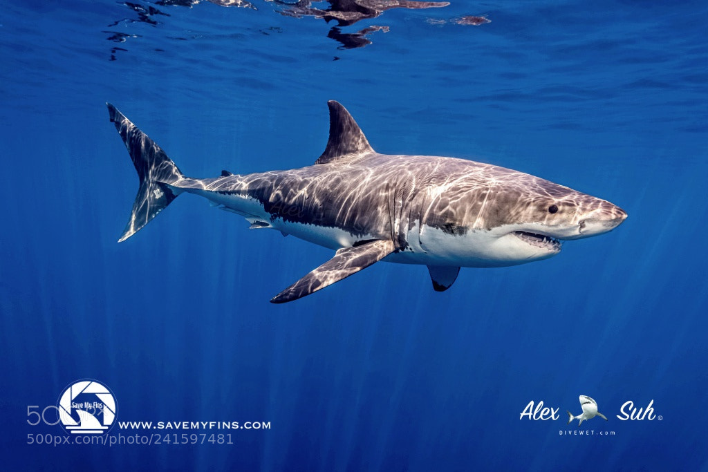 Nikon D810 sample photo. Great white shark swimming photography