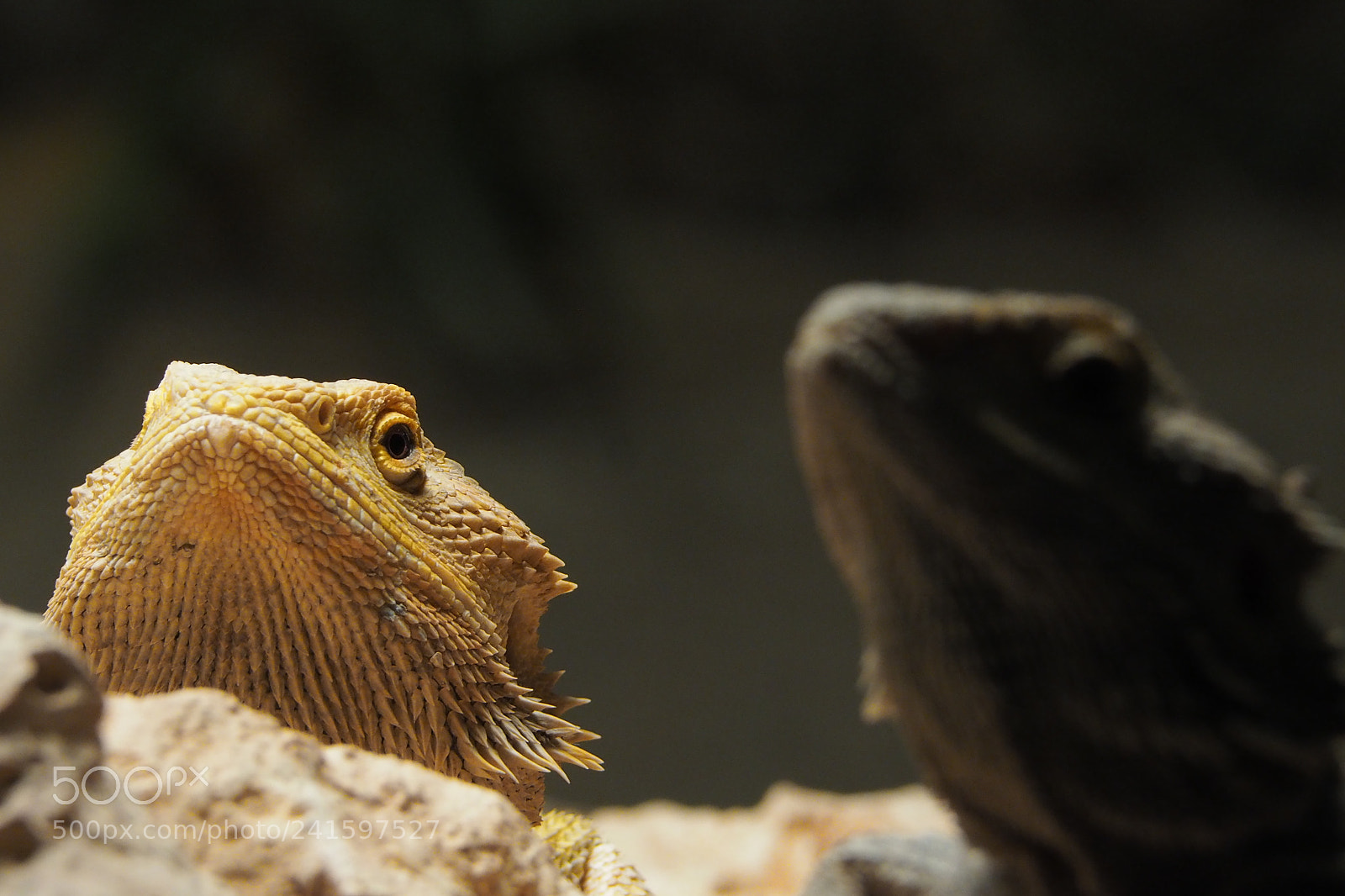 Olympus OM-D E-M10 II sample photo. Leguan photography