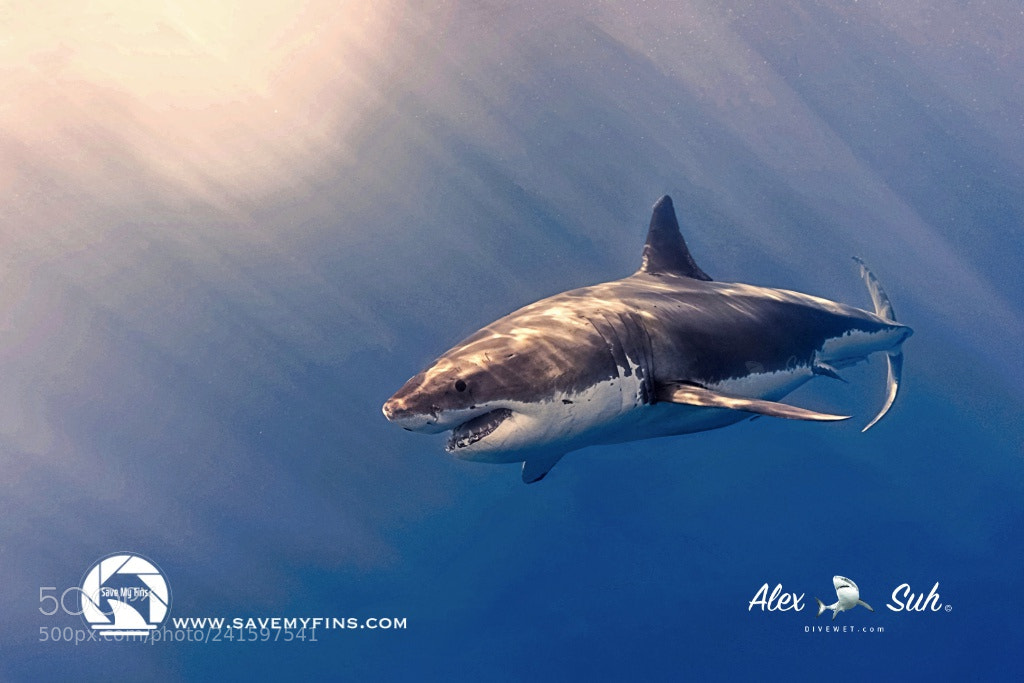 Nikon D810 sample photo. Great white shark in photography