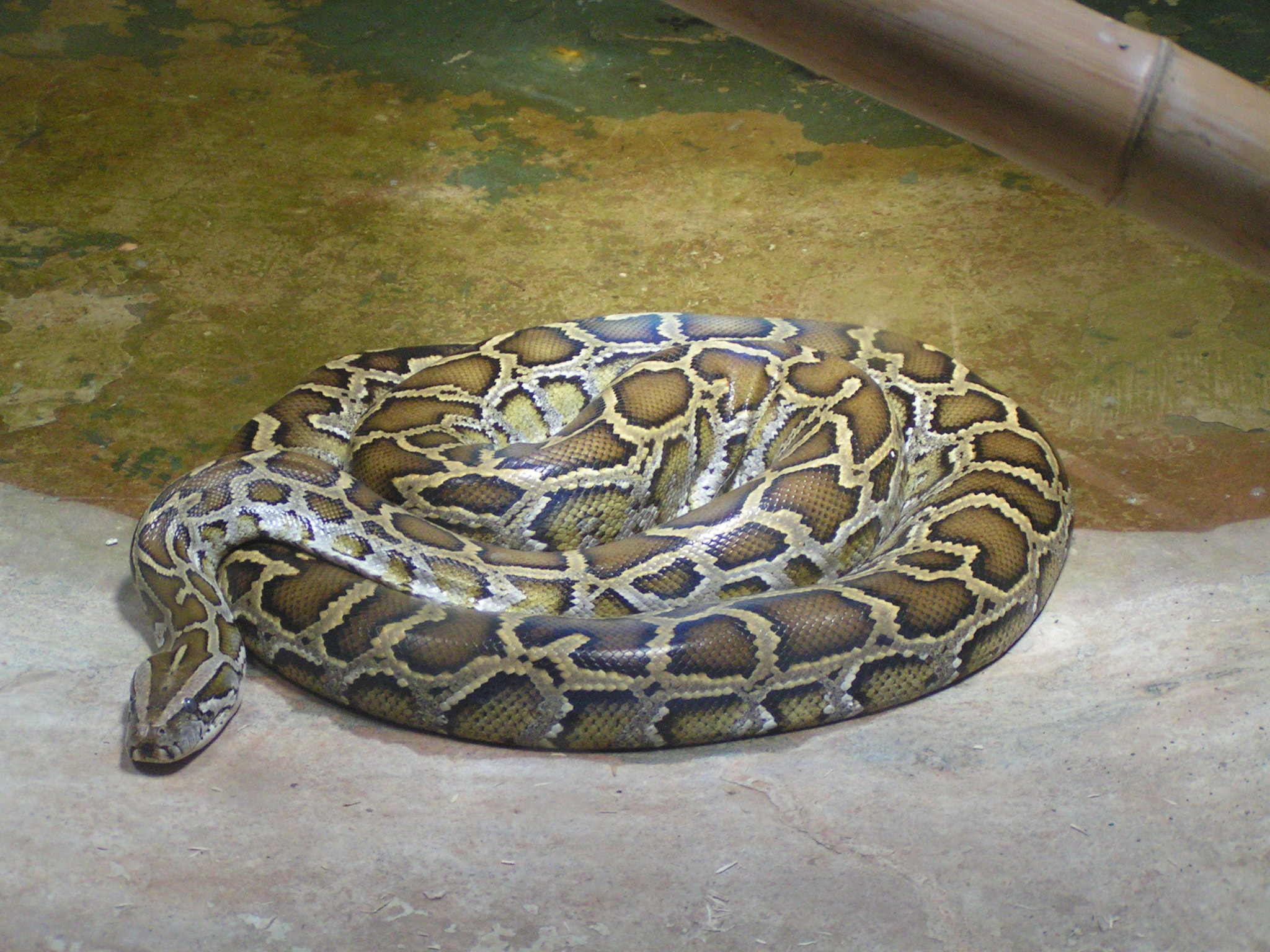 KONICA MINOLTA DiMAGE Z1 sample photo. Big snake photography