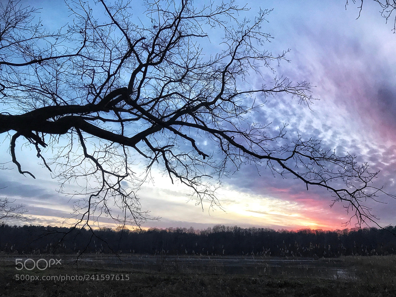 Apple iPhone 7 sample photo. .. winter tree sculpture 2. photography