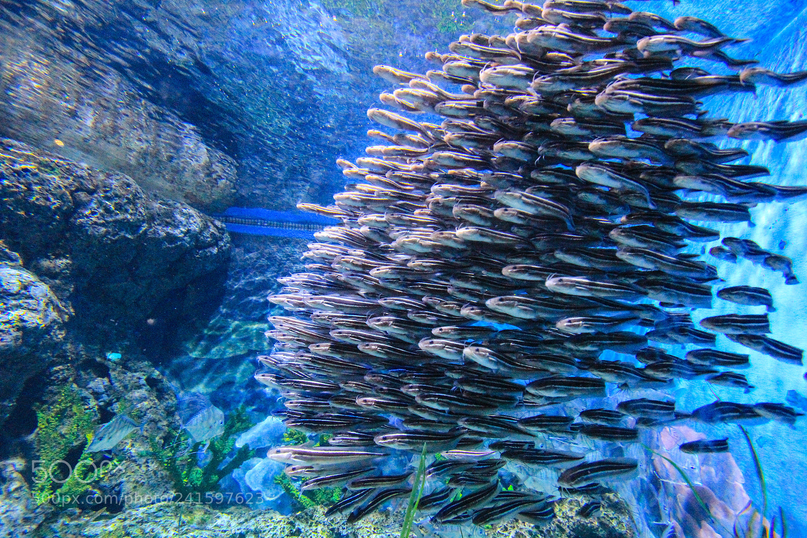 Canon EOS 60D sample photo. Amazing group of fish photography