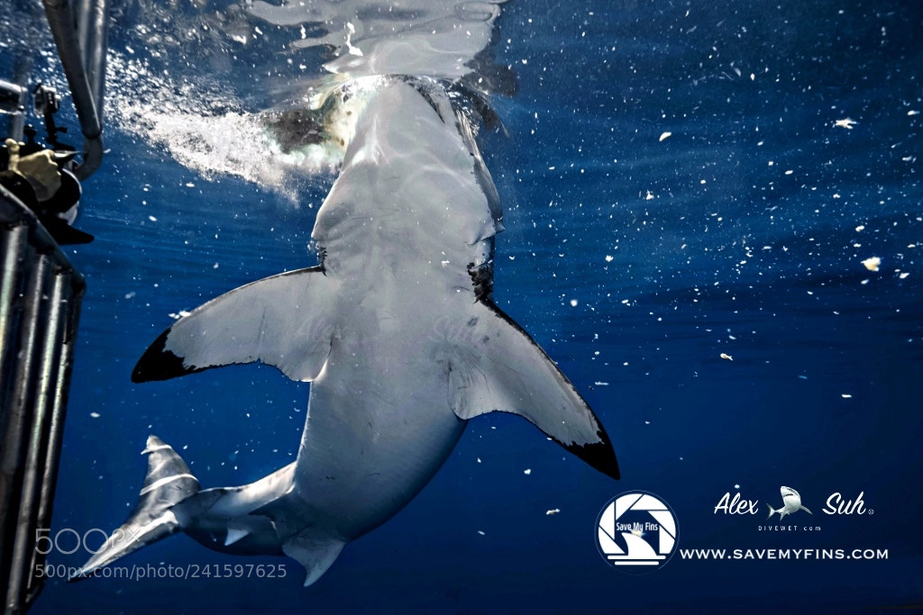 Nikon D810 sample photo. Great white belly photography