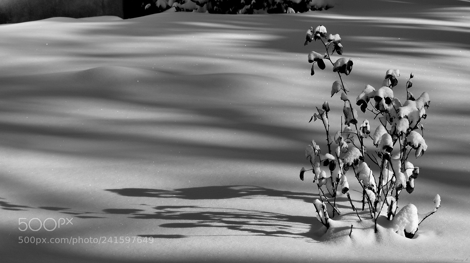 Nikon D5600 sample photo. Casting a snowing shadow photography