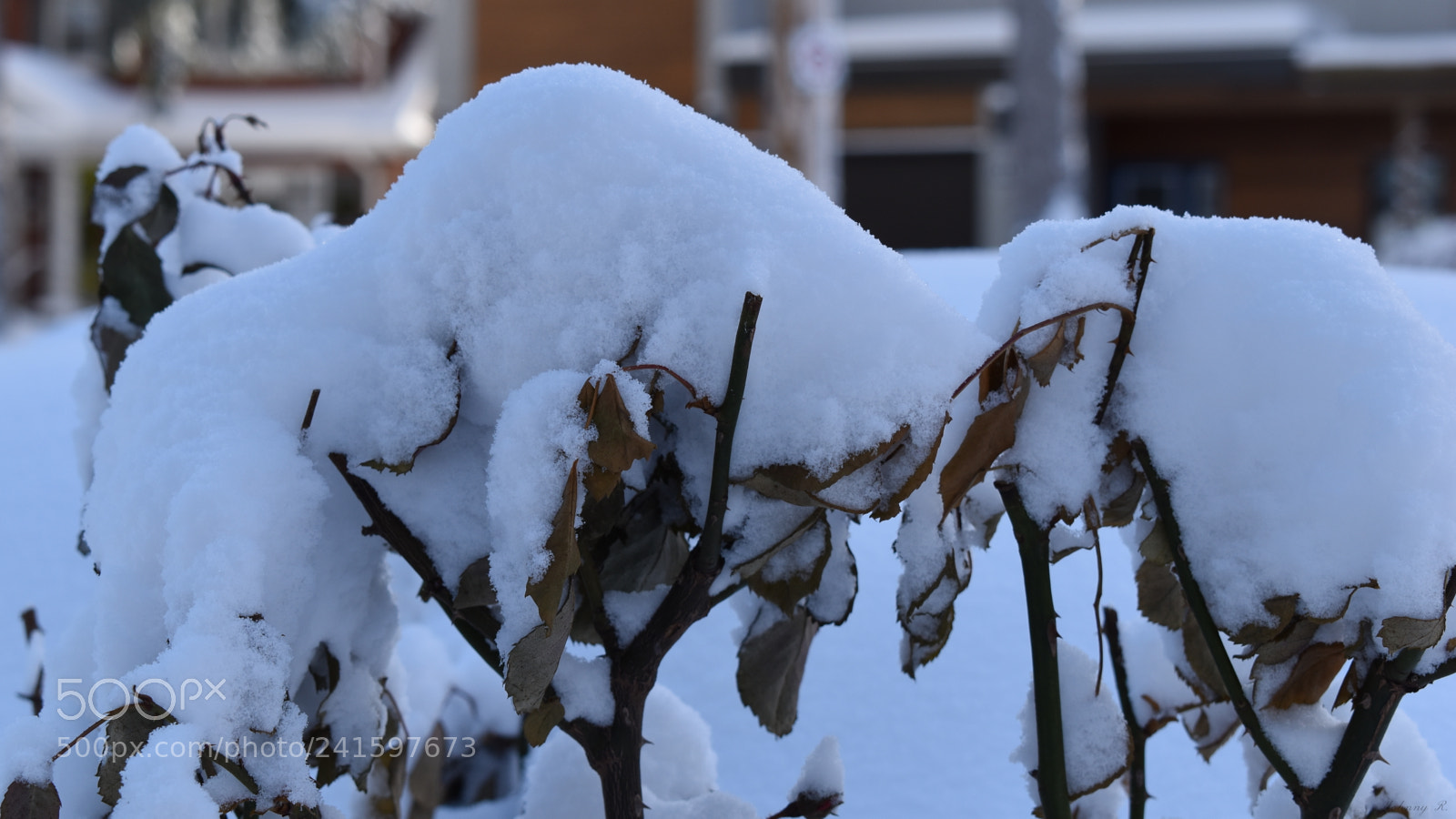 Nikon D5600 sample photo. Cold plant photography