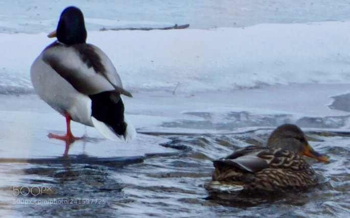 Nikon Coolpix B500 sample photo. Walk on the ice photography