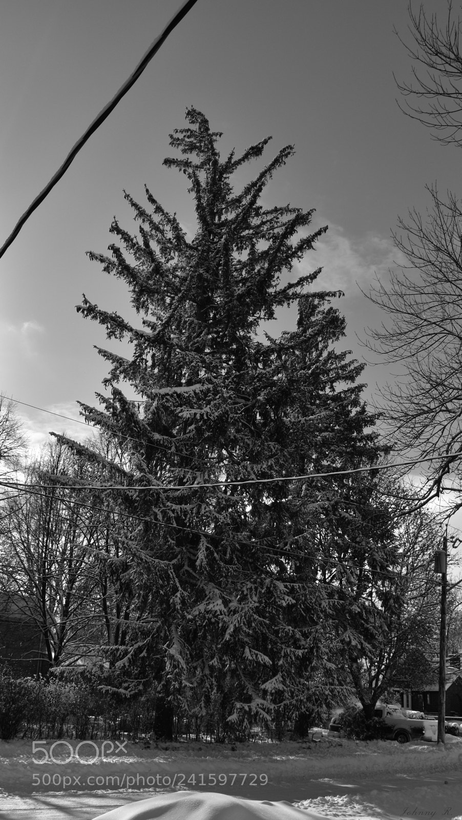 Nikon D5600 sample photo. Christmas tree photography