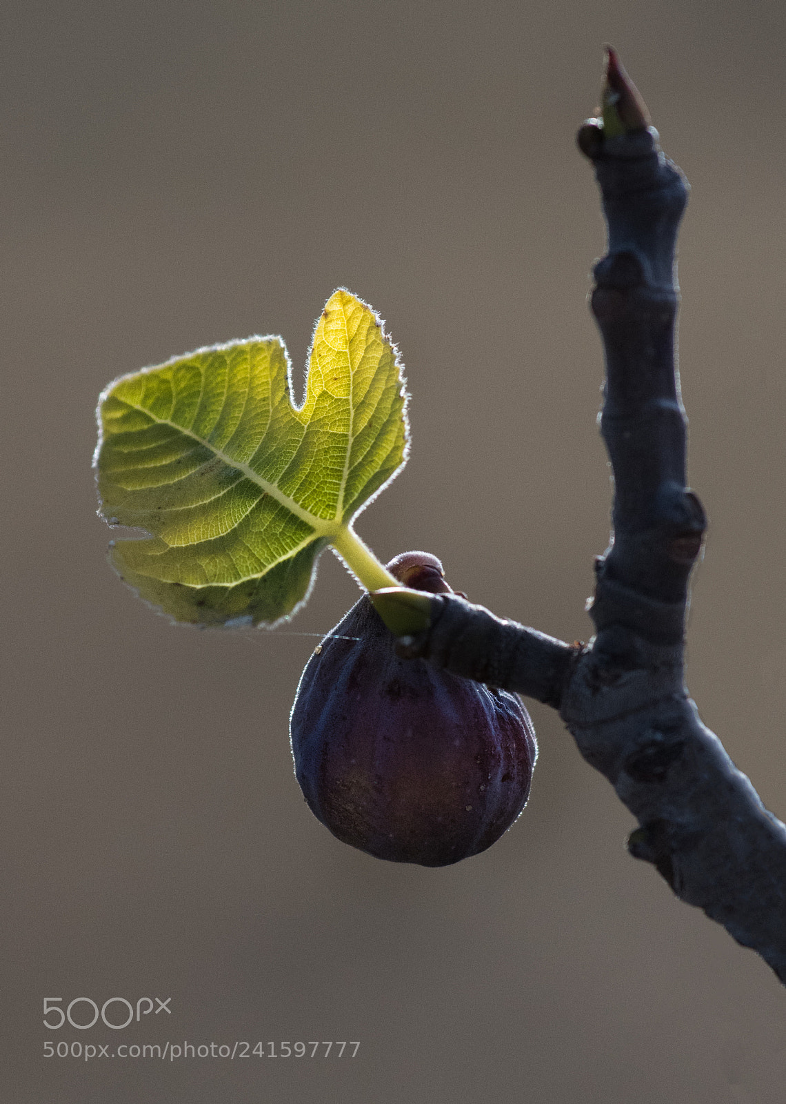Nikon D500 sample photo. Last one ripe photography