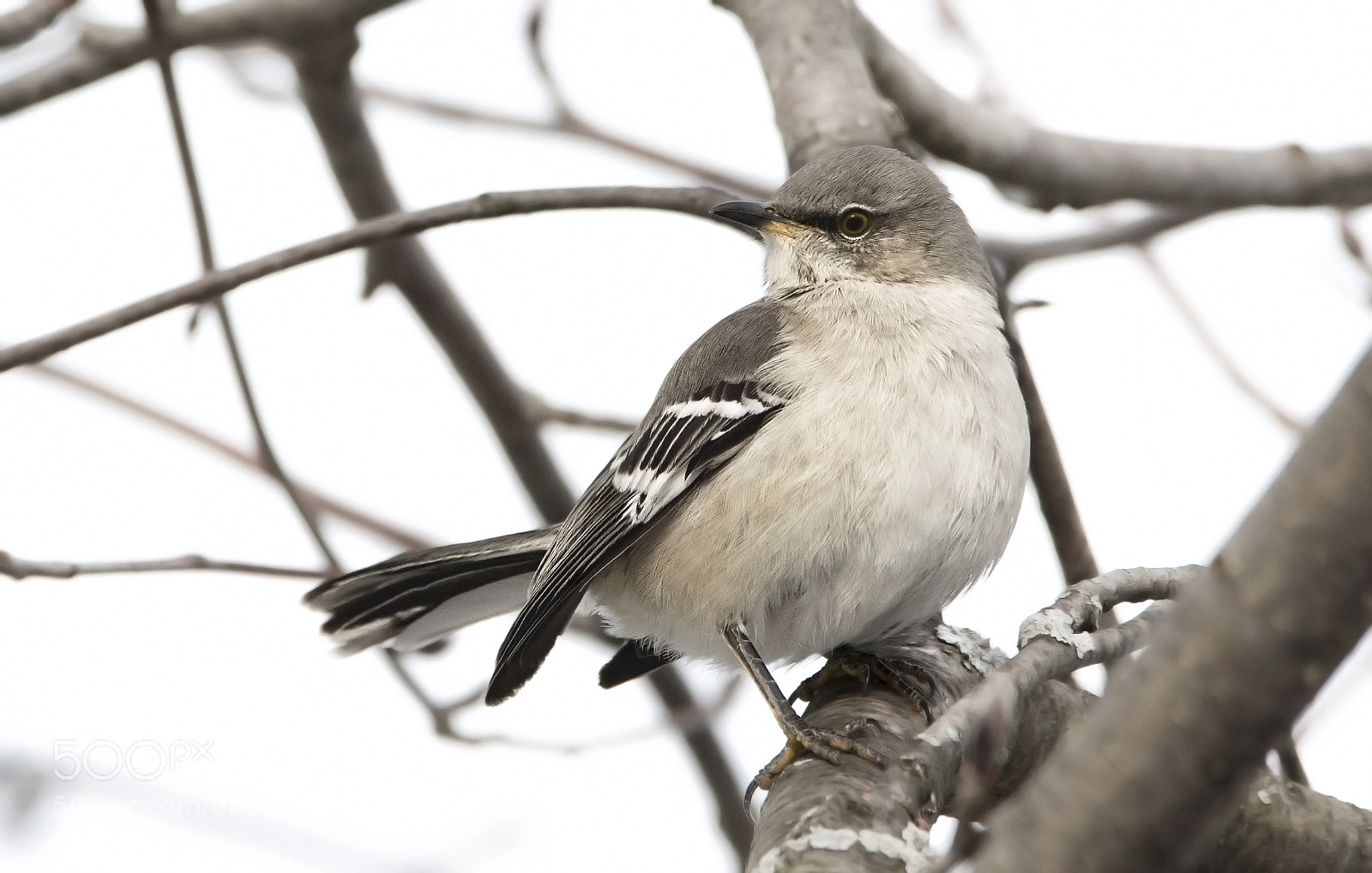 Nikon D500 sample photo. Oh, mockingbird photography